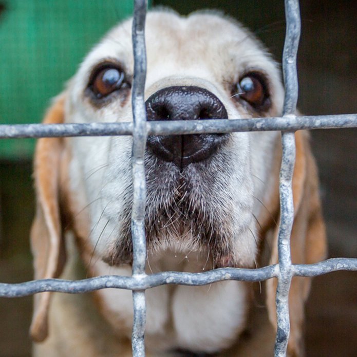 Jasnowłosy pies znajdujący się za kratami