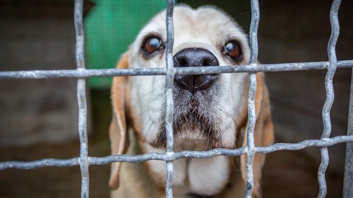 A dog from an animal shelter in Lodz standing behind the grate of a pen