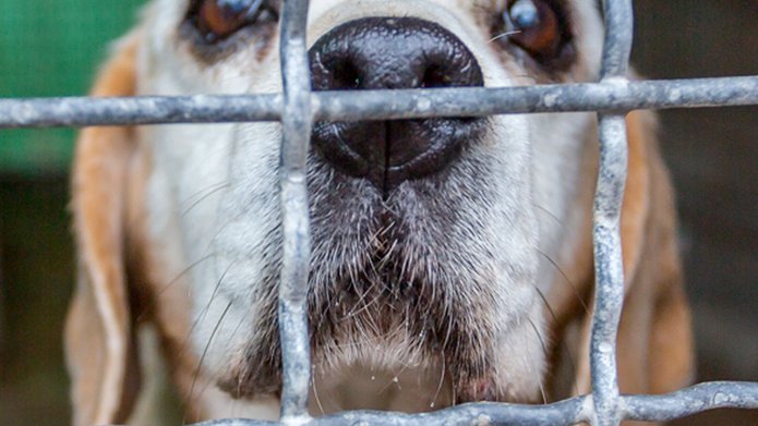 The light-haired dog behind the bars of a cage