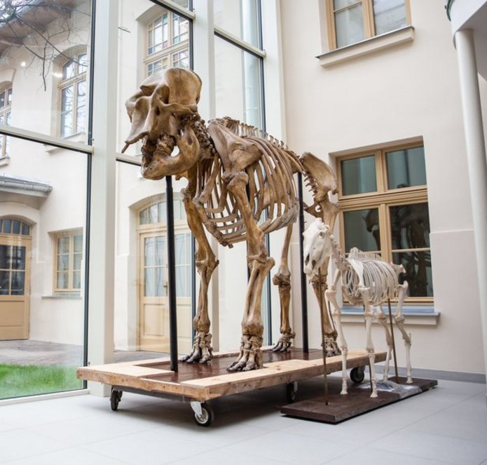 Szkielet w Muzeum Przyrodniczym UŁ