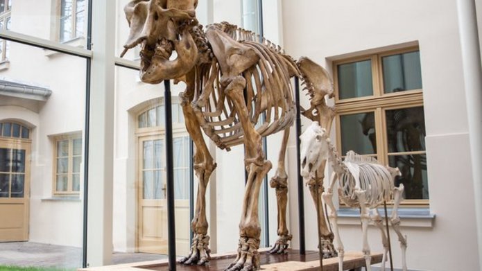 Skeleton in the Natural History Museum of the University of Lodz