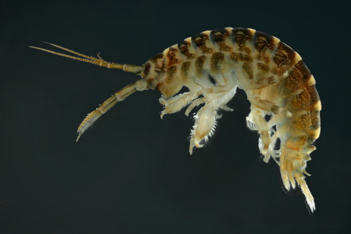 Invasive amphipod: Dikerogammarus villosus (photo by Michał Grabowski) 