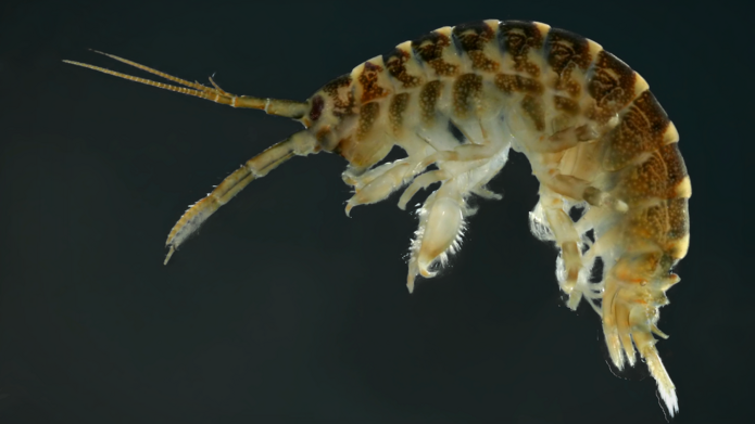 Inwazyjny kiełż, Dikerogammarus villosus w muszlach inwazyjnego małża, racicznicy
