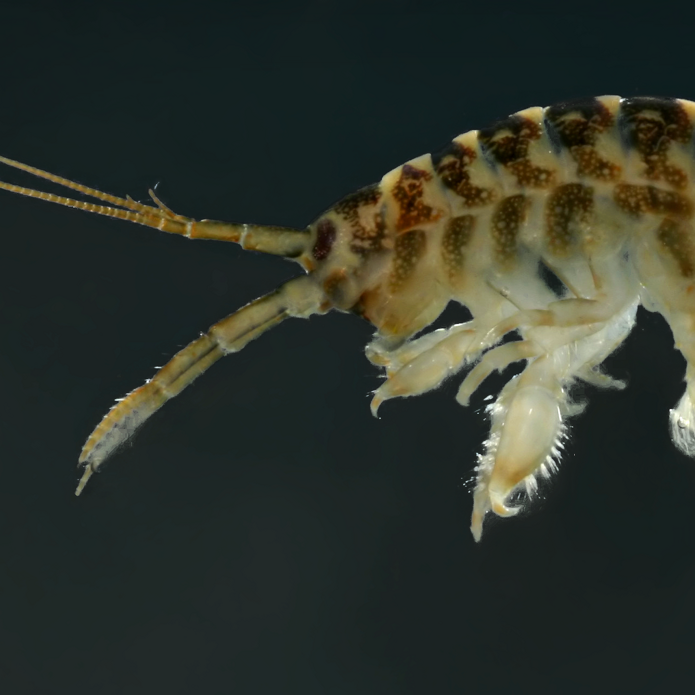 Zdjęcie Dikerogammarus villosus