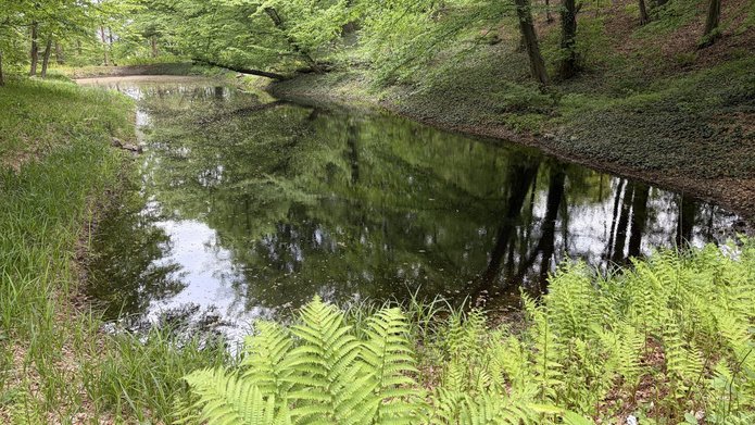 photo of the forest