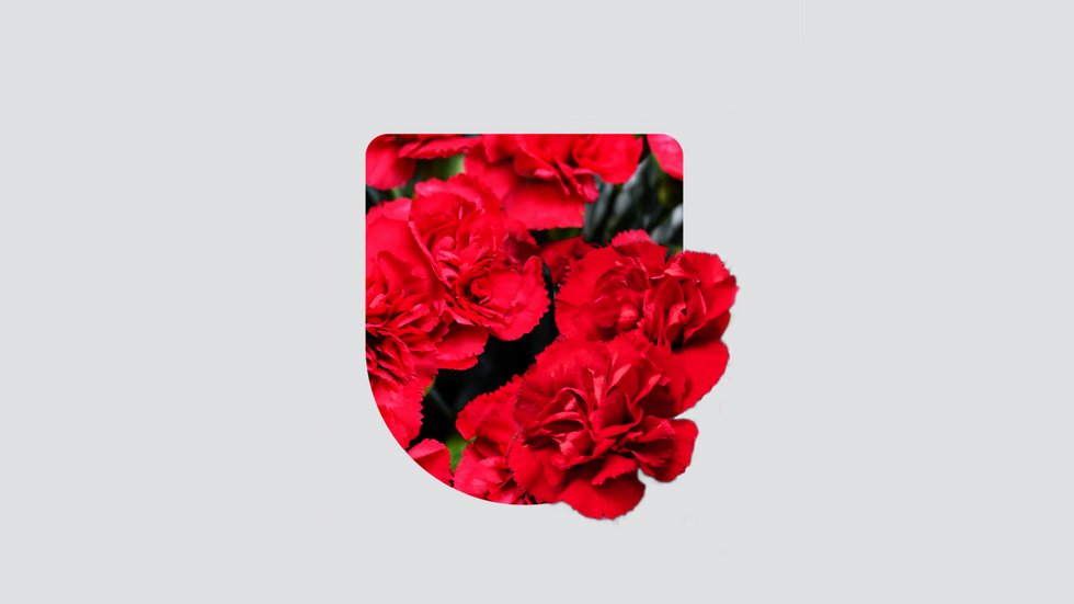 Czerwone goździki wpisane w kształt tarczy heraldycznej