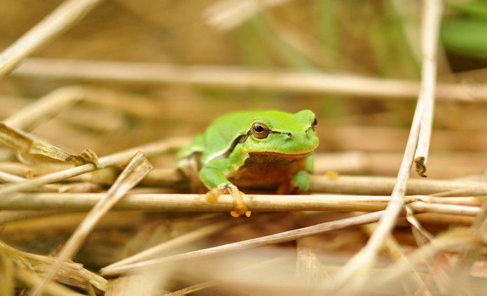 Zielona żaba