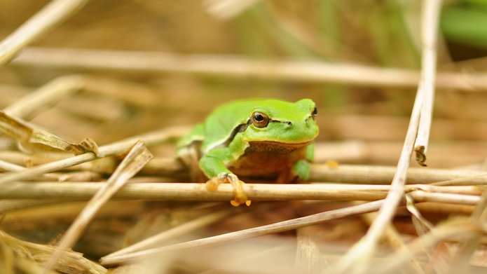 A green frog