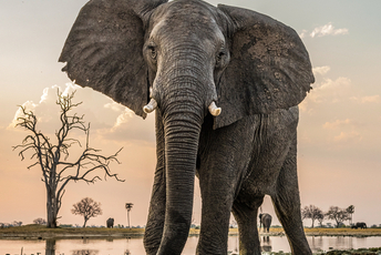 [Translate to English:] Słonie w Zimbabwe