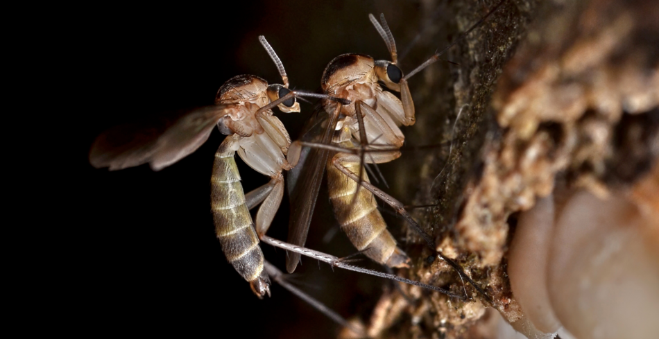 Przystępująca do kopulacji para grzybiarek z gatunku Brachypeza armata Winnertz, zdjęcie Przystępująca do kopulacji para grzybiarek z gatunku Brachypeza armata Winnertz, zdjęcie