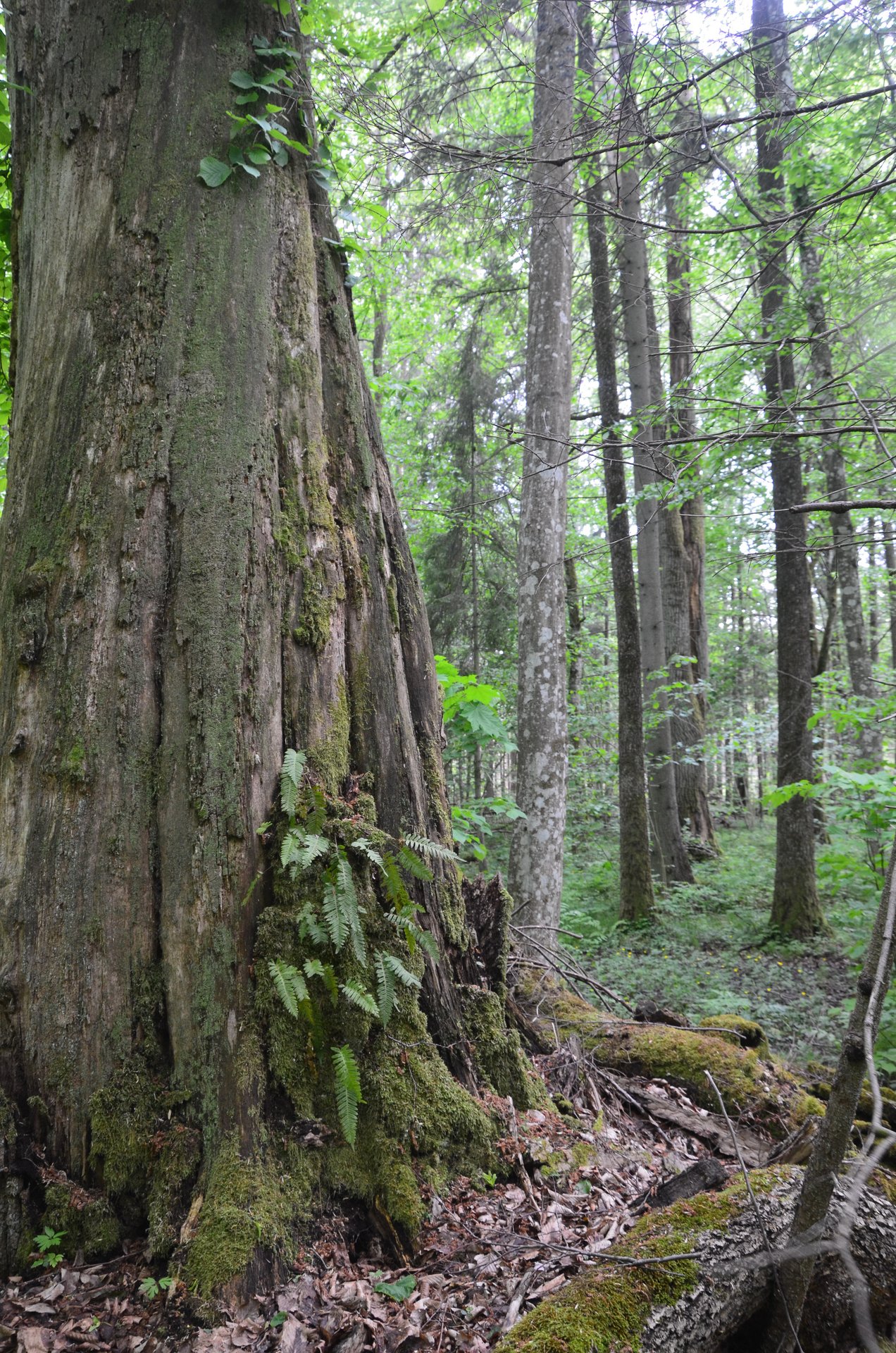 A photo of the habitat of Septoria krystynae in the Białowieża Forest (photo: M. Wołkowycki) 