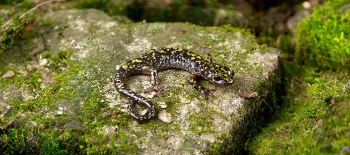 salamandra Aneides caryaensis