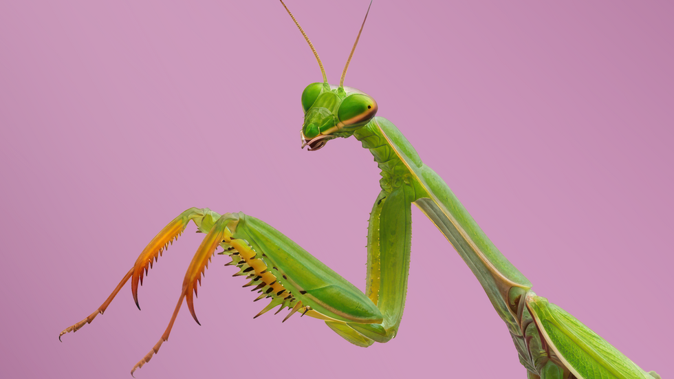Praying mantis on a pink background