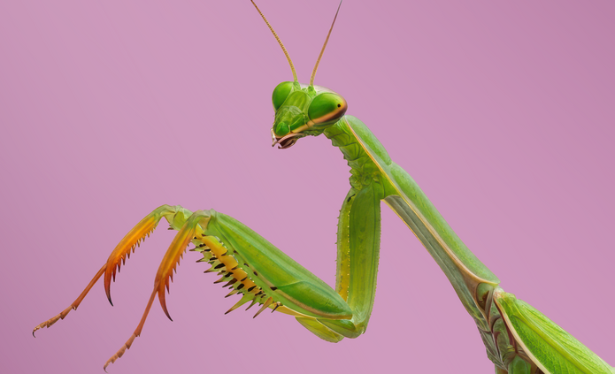 Modliszka na różowym tle