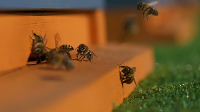 Bees at the beehive exit