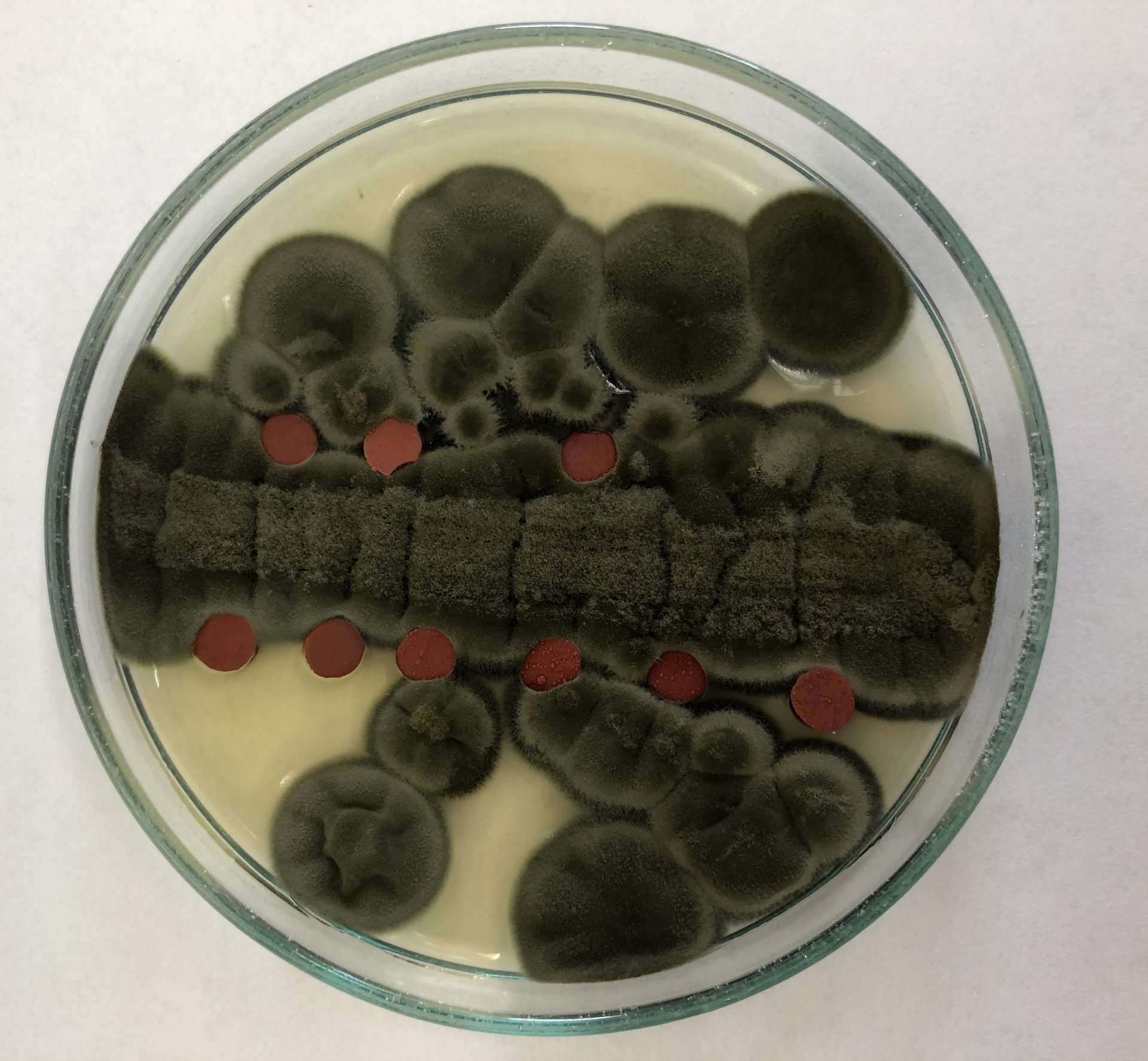 zdjęcie z prac laboratoryjnych