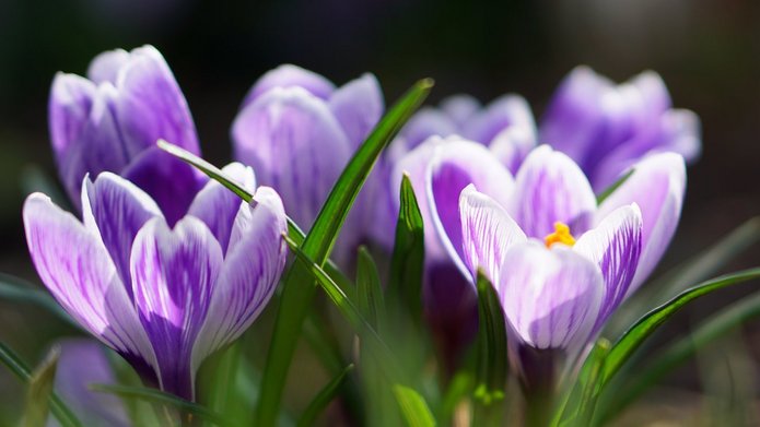 zdjęcie krokusów