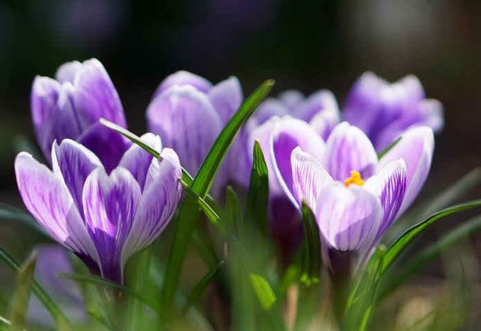 zdjęcie krokusów