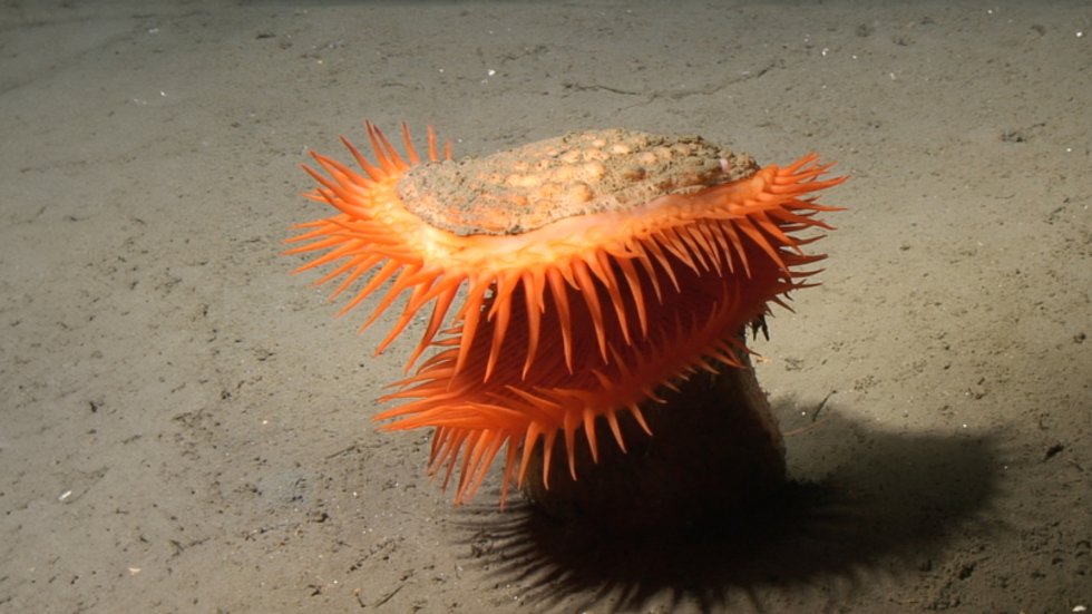 An orange polychaete resembling a dragon's head