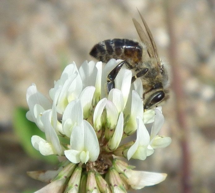 Pszczoła na kwiacie