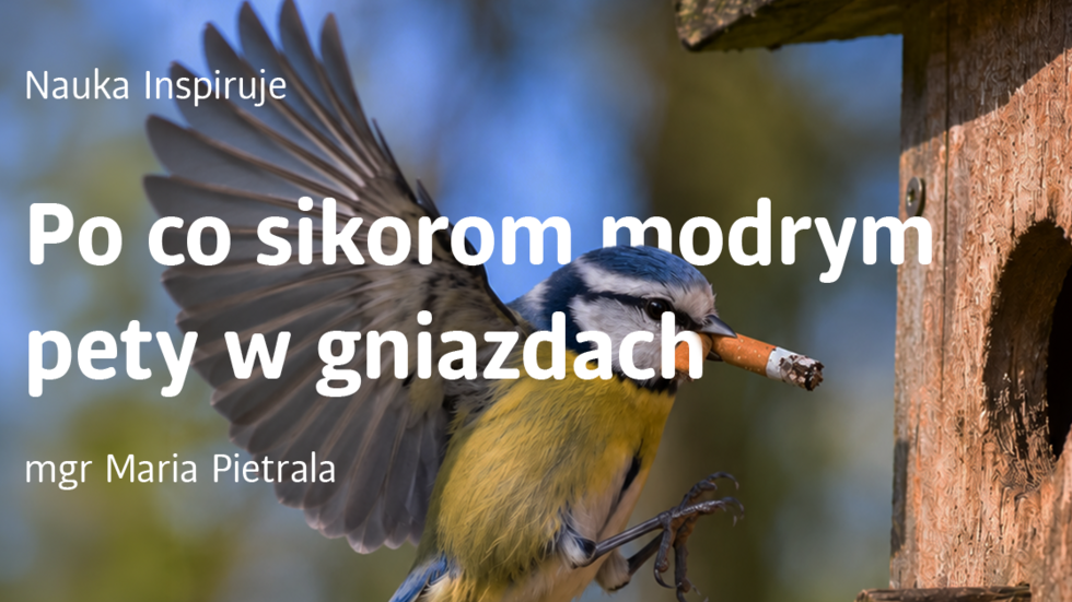 A banner featuring a tit holding a cigarette butt in its beak