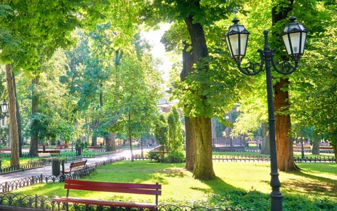 Piknik przyrodniczy grafika, zdjęcie drzew