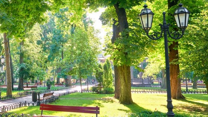 Piknik przyrodniczy grafika, zdjęcie drzew