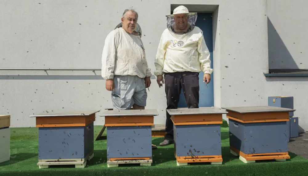 Pszczelarze na dachu BUŁ