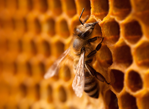 pszczoła na plastrze miodu