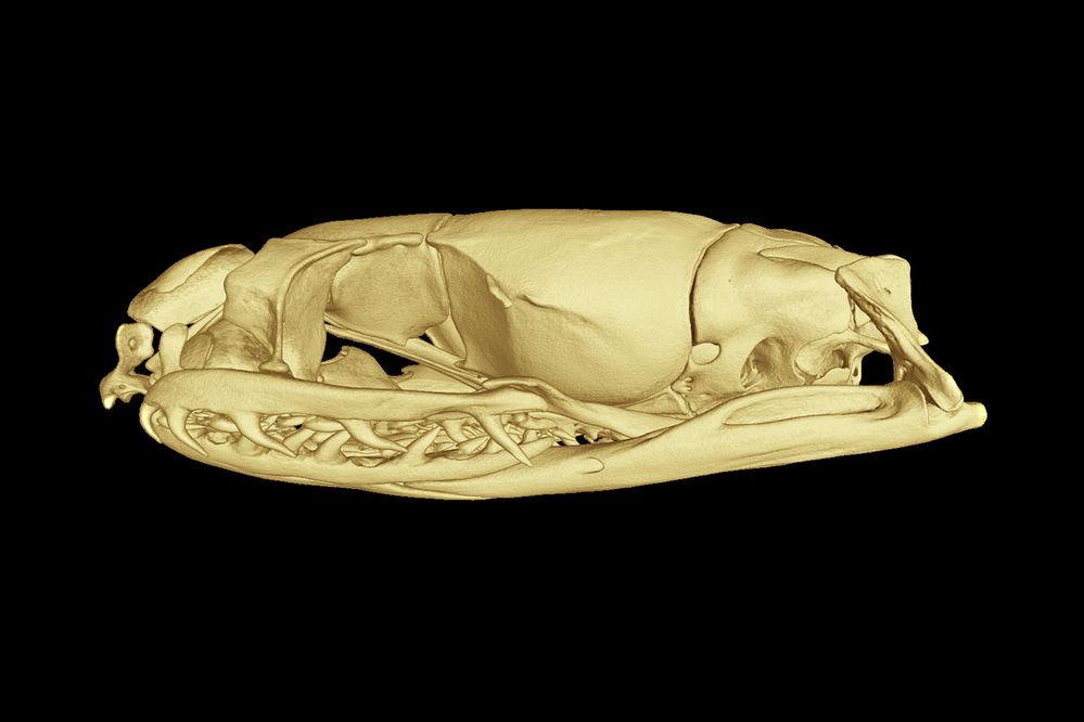 Trójwymiarowy model czaszki Paikwaophis kruki