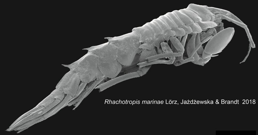Amphipoda Rhachotropis marinae, zdjęcie