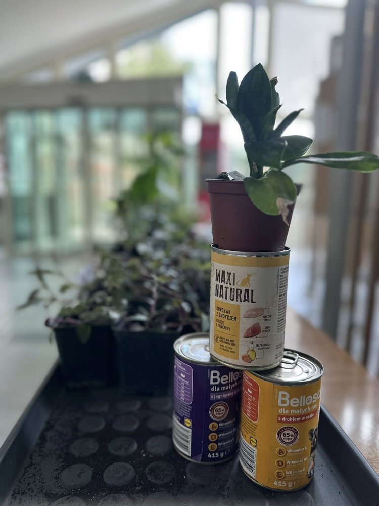 Rośliny na kiermasz, zdjęcie