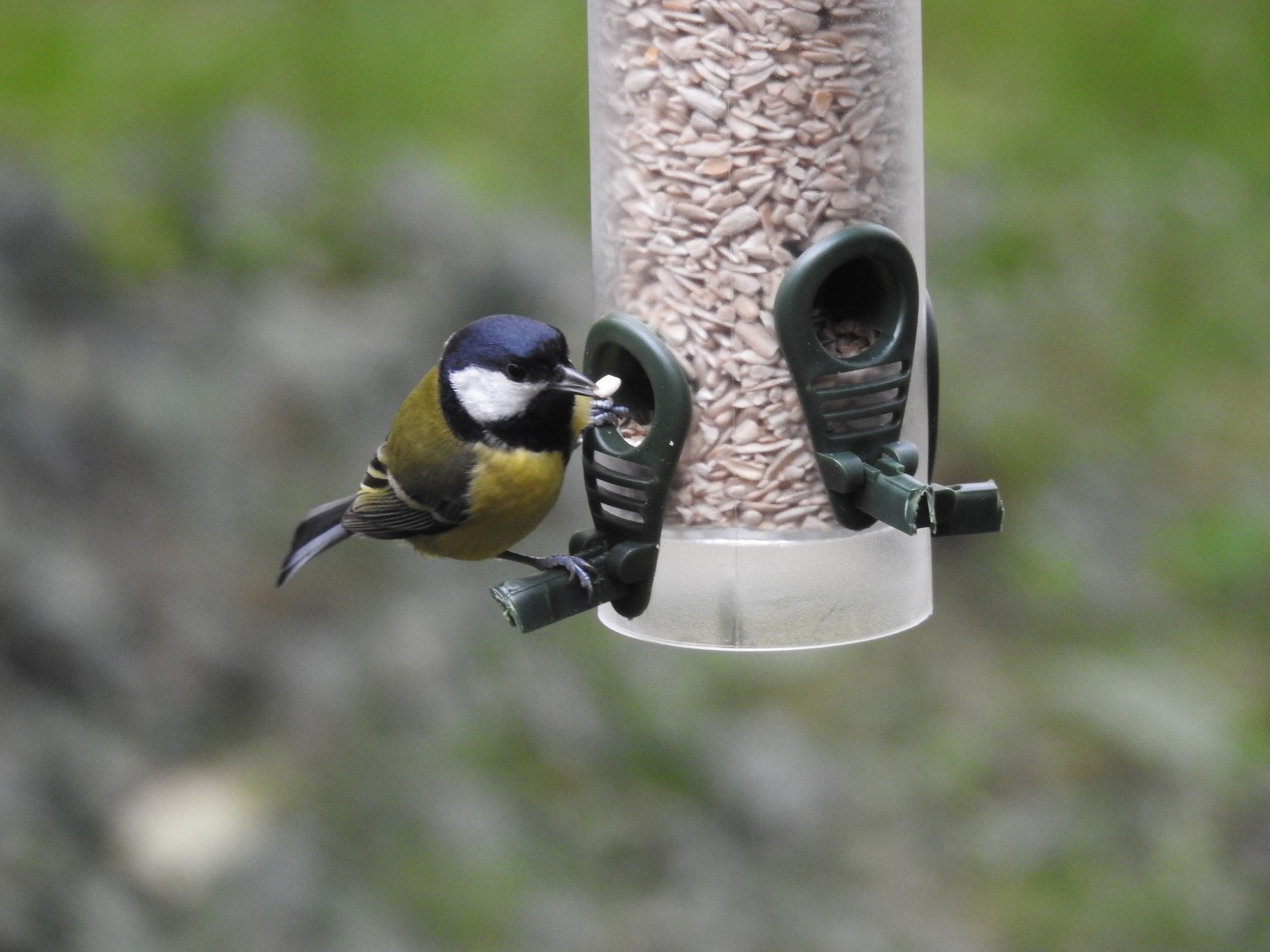 Sikora bogatka (łac. Parus major) w karmniku