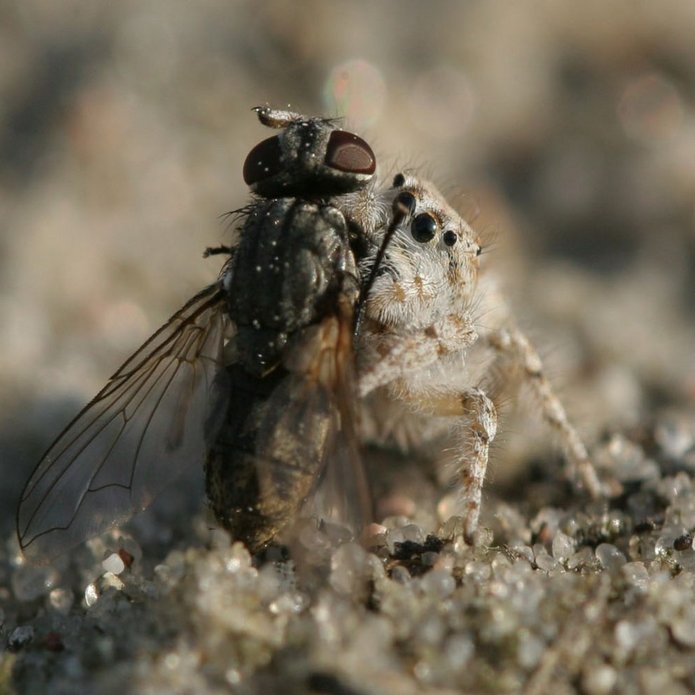 Pająk skaczący z ofiarą