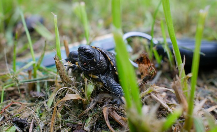 a photo of the European pond turtle 