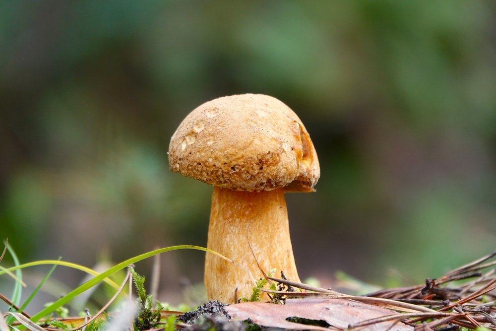 Velvet bolete (Suillus variegatus)