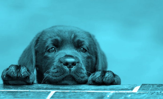 a black puppy on a blue background