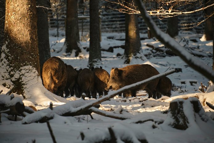 a photo of wild boars in the forest