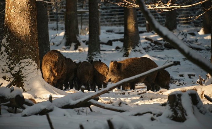 a photo of wild boars in the forest