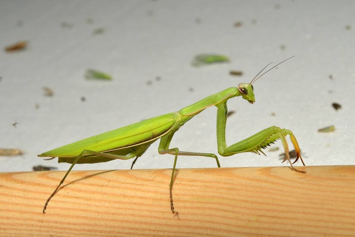 praying mantis - an insect