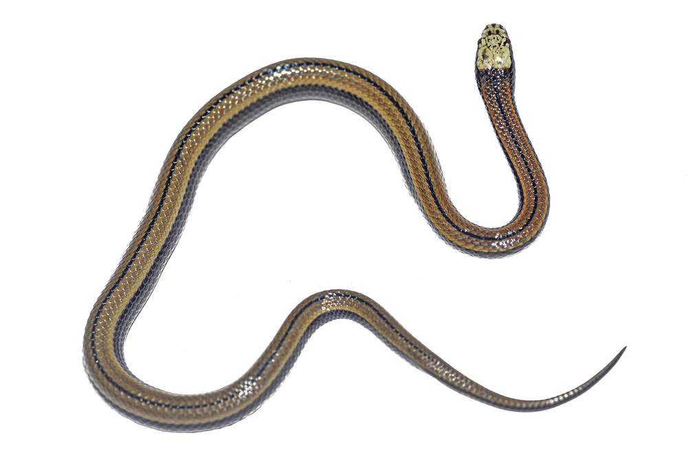 Paikwaophis kruki snake