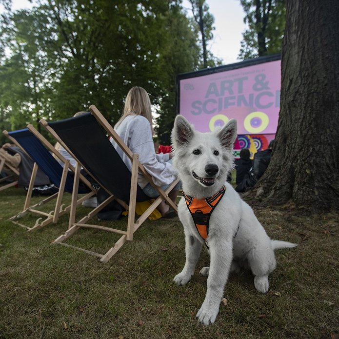 pies podczas polówki