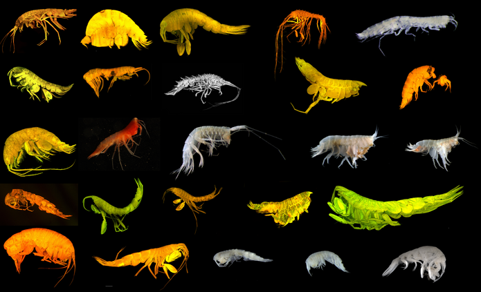 New Deep-Sea Species Discovered in the Pacific Ocean