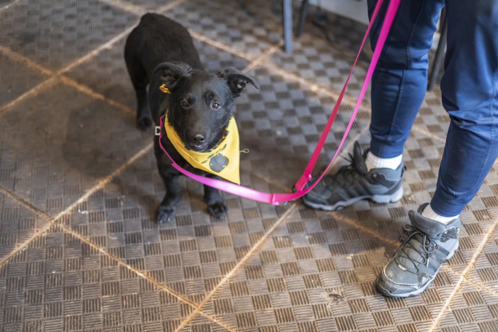 Bodzio czarny pies z żółtą apaszką