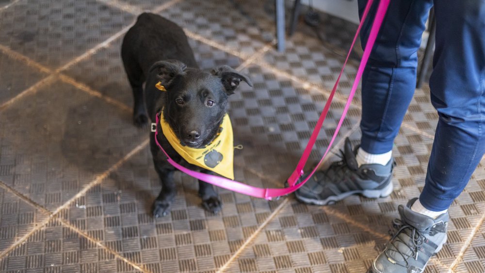 Bodzio czarny pies z żółtą apaszką