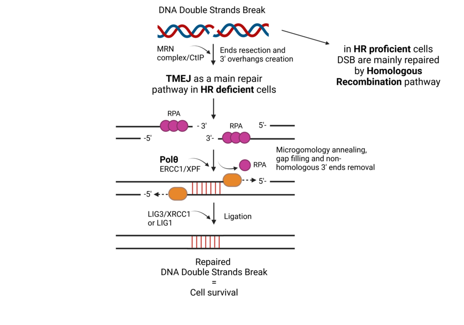 Schematic diagram of the process involving DNA polymerase theta