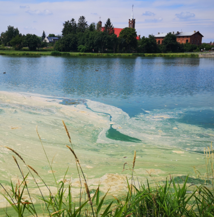 Cyanobacteria in Stryków