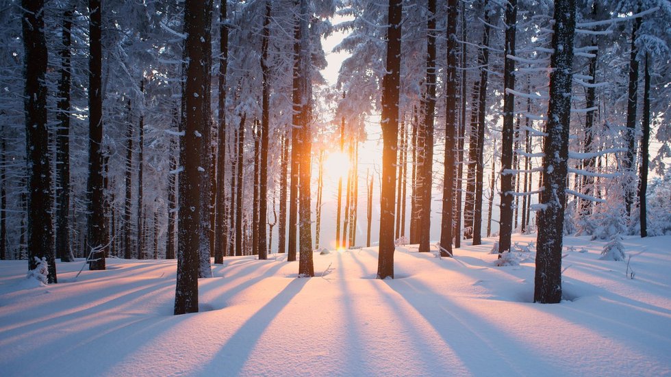 a photo of a forest covered with snow and the sun shining through the trees