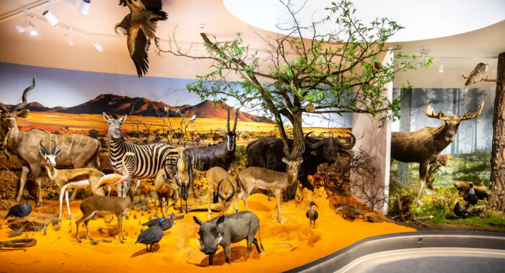 Jedna z ekspozycji w Muzeum Przyrodniczym UŁ