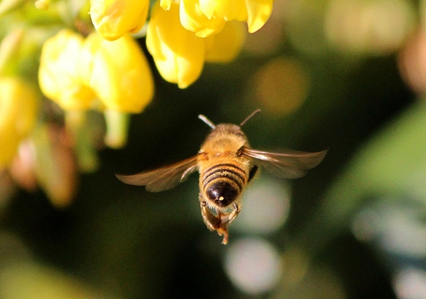 Lecąca pszczoła